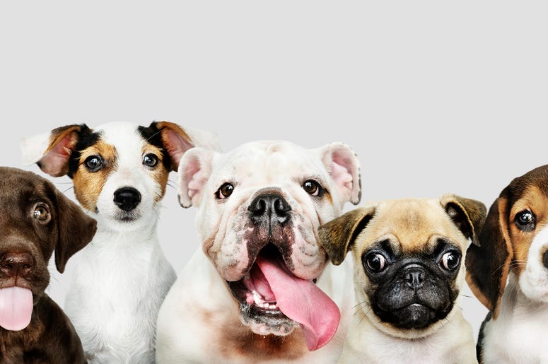 puppies