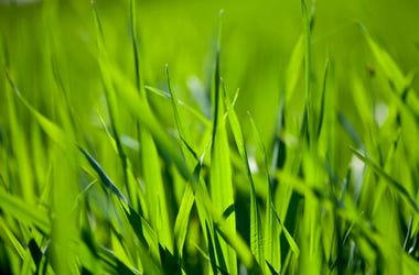 grass lawn