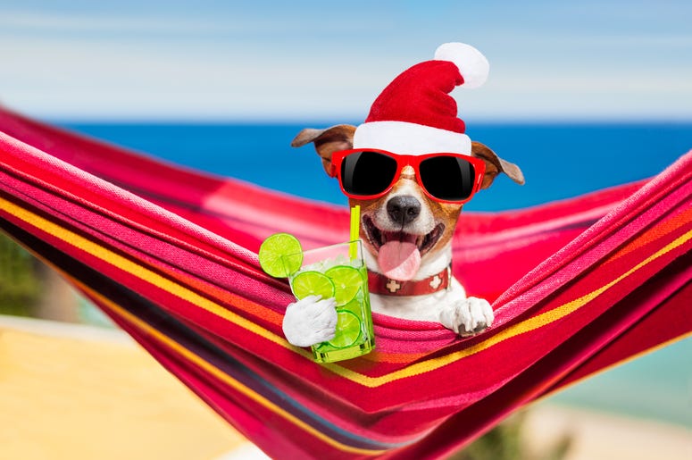 dog on hammock on summer christmas holidays dog on hammock on summer christmas holidays