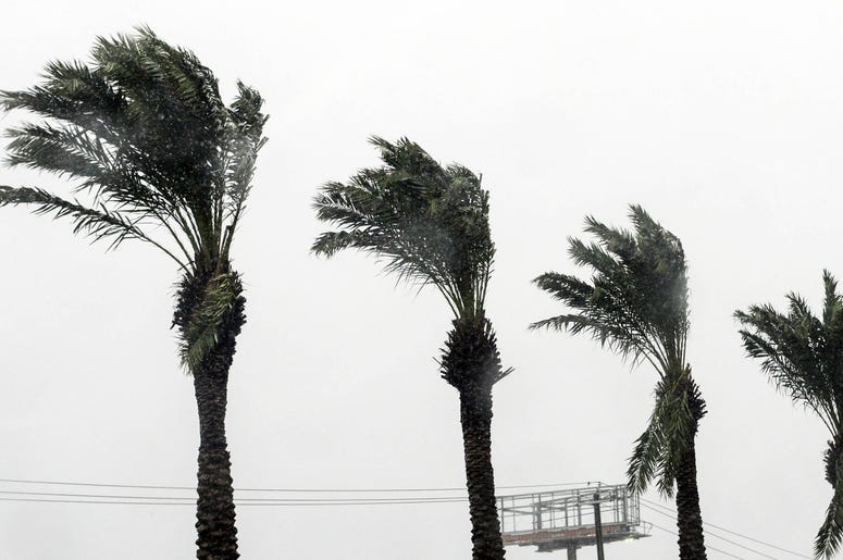 Palm fronds bend in the wind as Hurricane Michael approaches. Palm fronds bend in the wind as Hurricane Michael approaches.