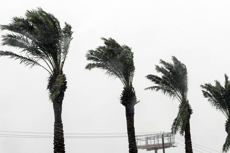 Palm fronds bend in the wind as Hurricane Michael approaches. Palm fronds bend in the wind as Hurricane Michael approaches.