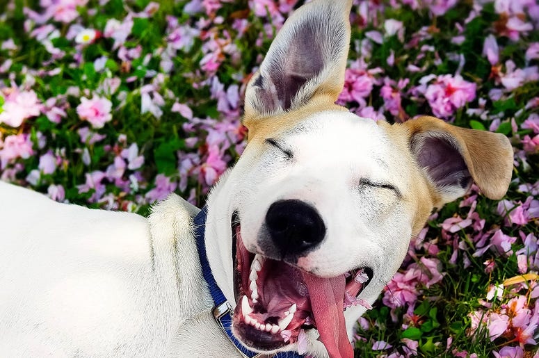 DOG DOG