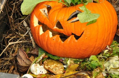 5 Ways to Recycle Your Halloween Pumpkins Old Jack-O-Lantern in a compost bin