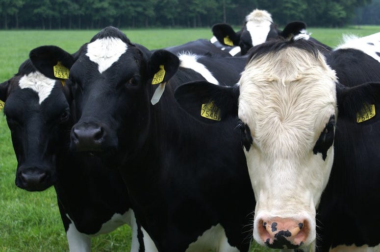 Cows Cows