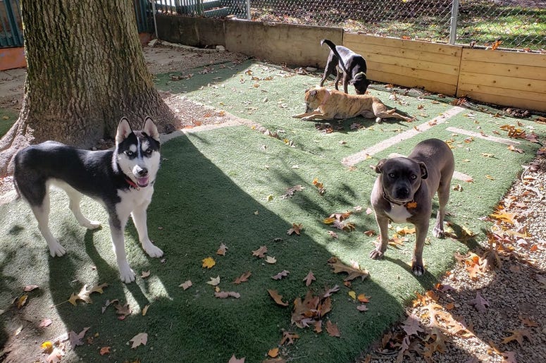 Steel City Dog Rescue Steel City Dog Rescue