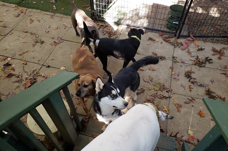 Steel City Dog Rescue Steel City Dog Rescue