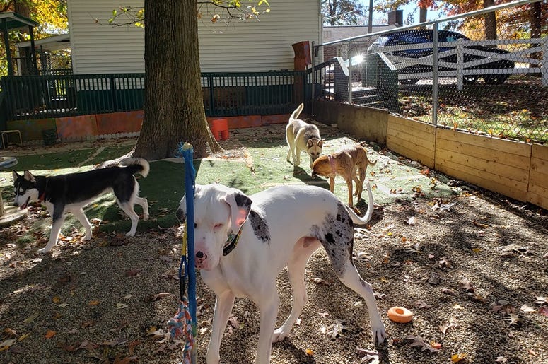 Steel City Dog Rescue Steel City Dog Rescue