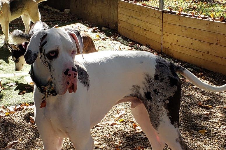 Steel City Dog Rescue Steel City Dog Rescue