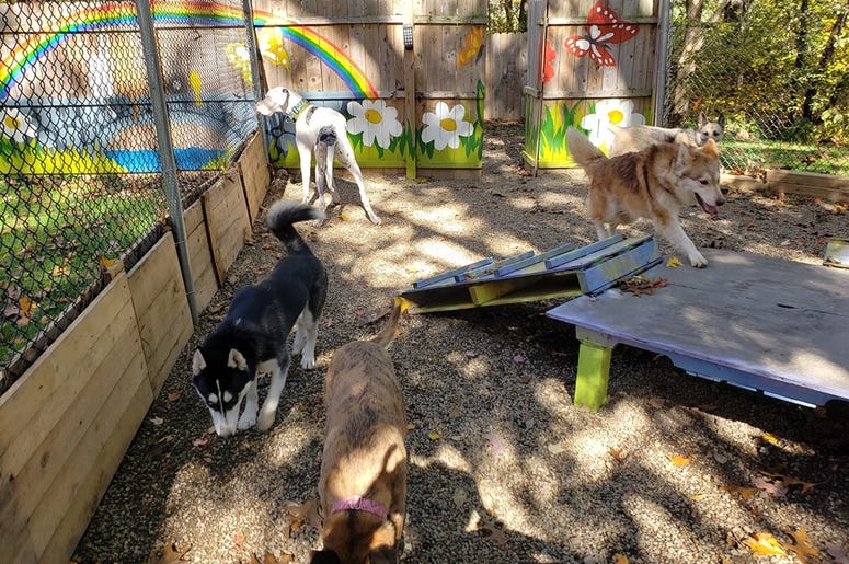 Steel City Dog Rescue Steel City Dog Rescue