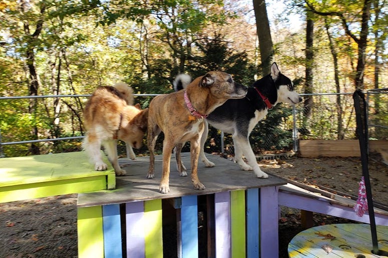Steel City Dog Rescue Steel City Dog Rescue