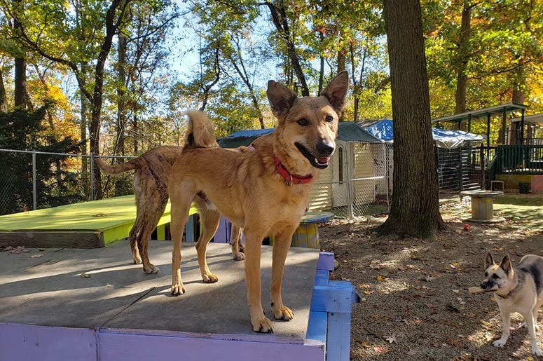 Steel City Dog Rescue Steel City Dog Rescue