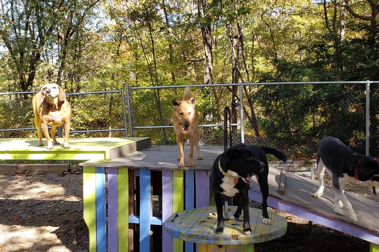 Steel City Dog Rescue Steel City Dog Rescue