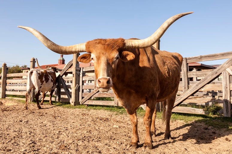 STEER STEER