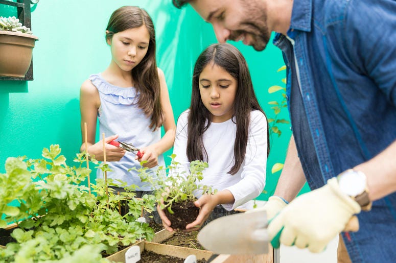 School garden School garden