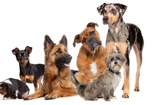 Dogs