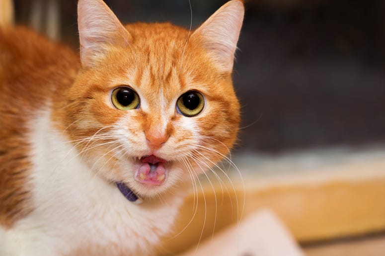 Cat Stock Photo Cat Meowing