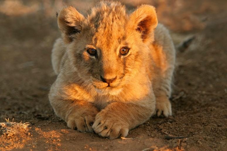 The Lion King The Lion King