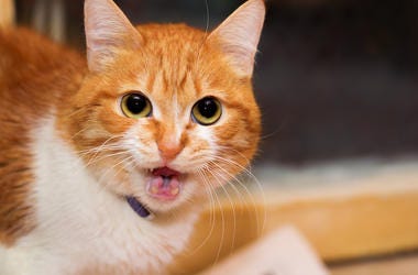 Cat Stock Photo Cat Meowing