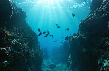 Sea Creature