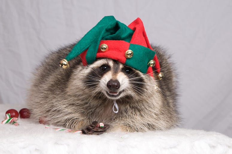 racoon