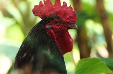 Rooster