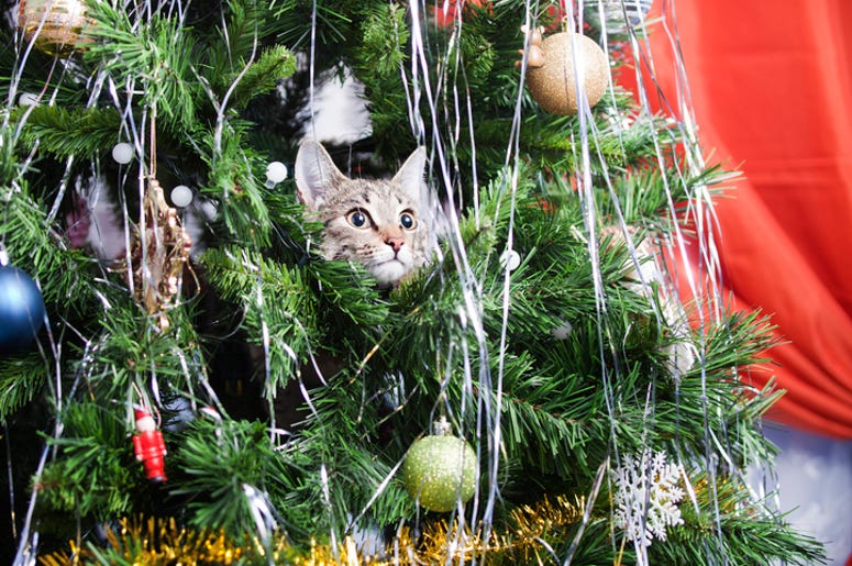 Christmas Tree pets