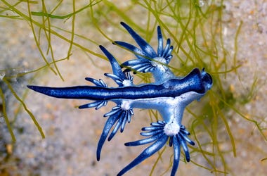 Blue Dragons
