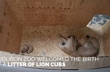 Audubon Zoo