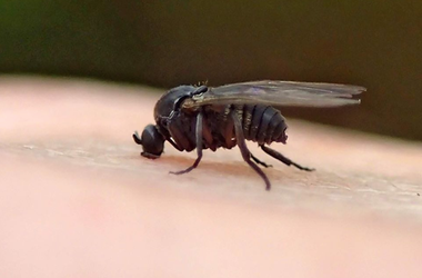 Black Flies