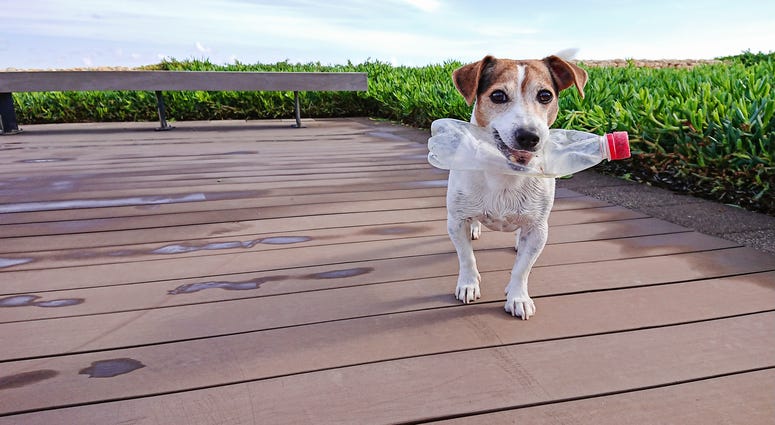 Recycle Dog Recycles