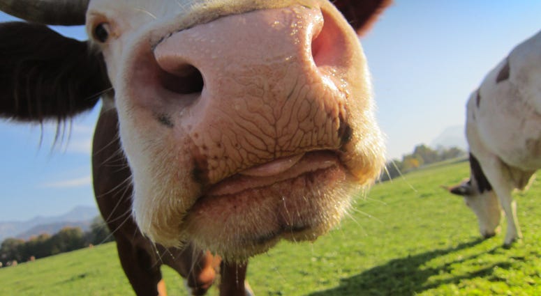 Happy Cow
