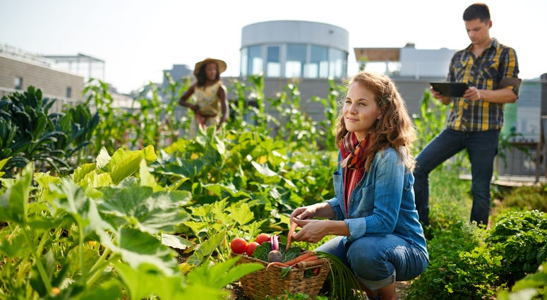 Rooftop outdoor garden in the city