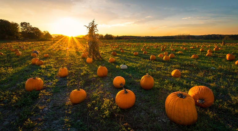 Pumpkin Patch