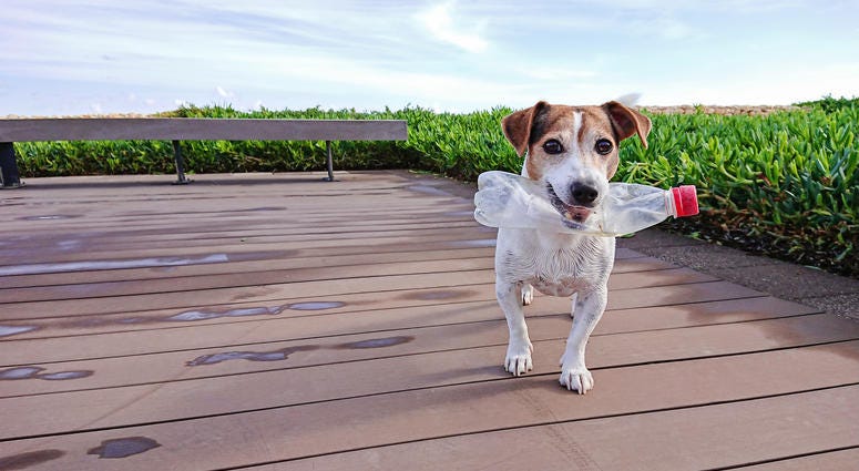 Recycle Dog Recycles