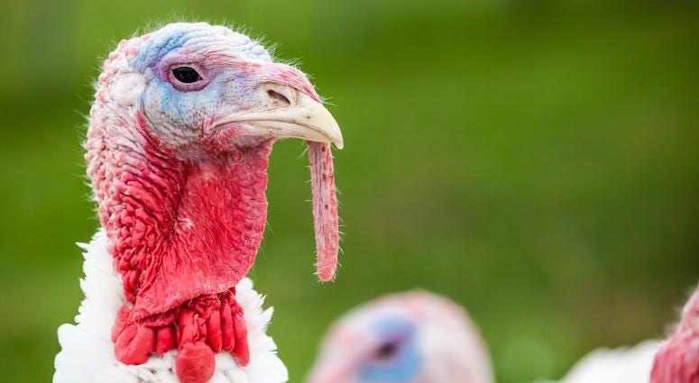Thanksgiving