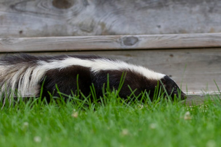 DOC SHOW AUDIO: I'll Get You Pesky Skunks!