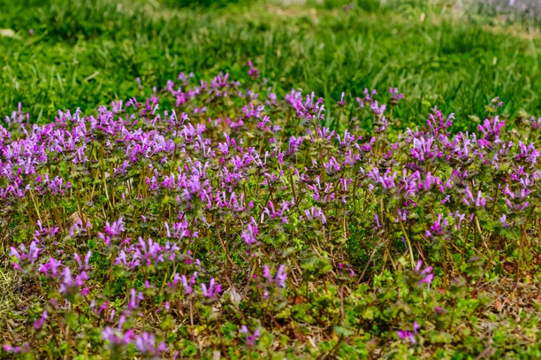 DOC SHOW AUDIO: Now What's in the Grass?