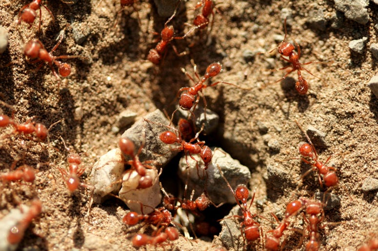 DOC SHOW AUDIO: Murder Hornets? Nah, We Have Fire Ants!