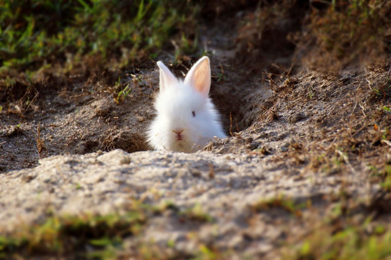 DOC SHOW AUDIO: Down the Rabbit Hole with Garth