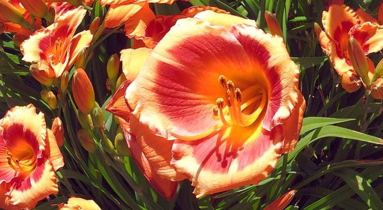 A picture of Ryan O'Reilly with the Stanley Cup was deemed too provocative. So, here are some day lilies.