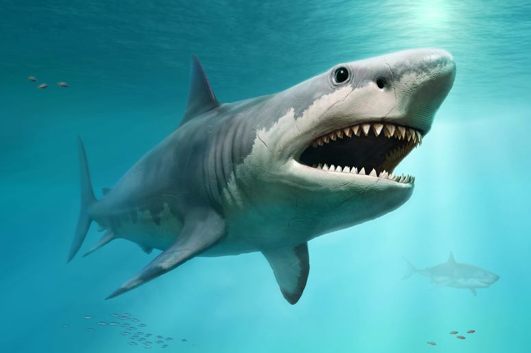 getty shark