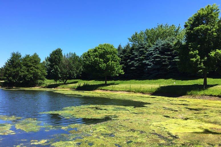 An algae bloom in a Montgomery County lake has been proven deadly for dogs. An algae bloom in a Montgomery County lake has been proven deadly for dogs.