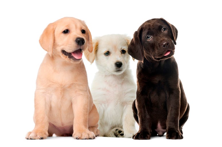 Pet stores will fight to block a new measure banning puppy mills. Pet stores will fight to block a new measure banning puppy mills.