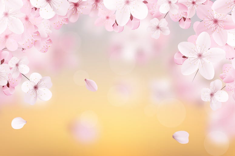 Cherry Blossoms In The Sky