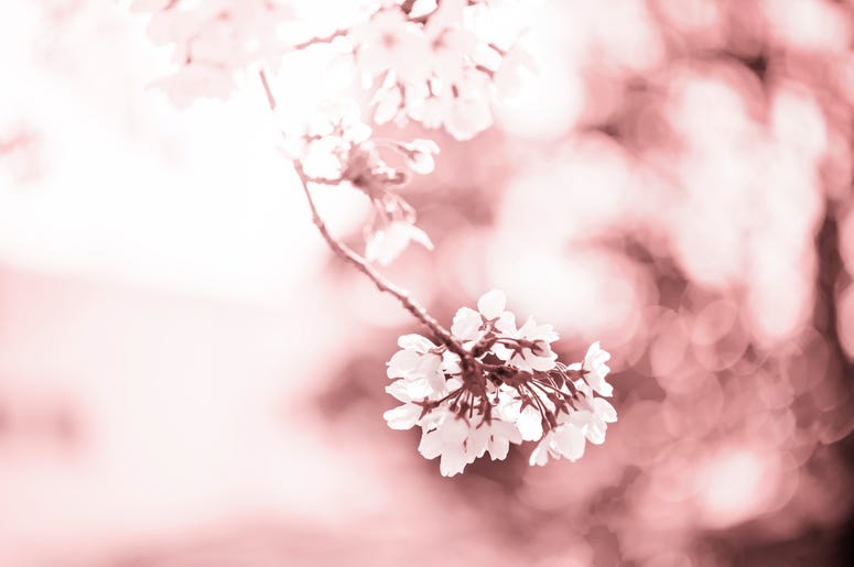 Warmer temperatures have caused some cherry trees to flower. Warmer temperatures have caused some cherry trees to flower.