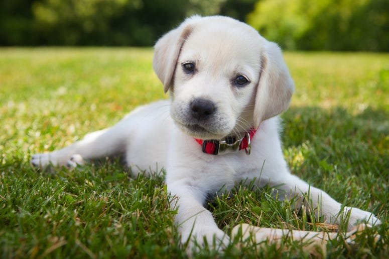 Pet stores will fight to block a new measure banning puppy mills. Pet stores will fight to block a new measure banning puppy mills.