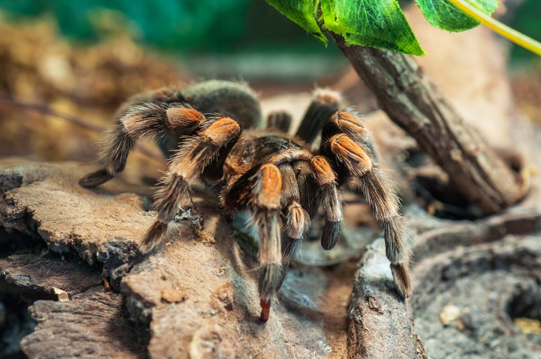 Colorado tarantula migration is set for August. Colorado tarantula migration is set for August.
