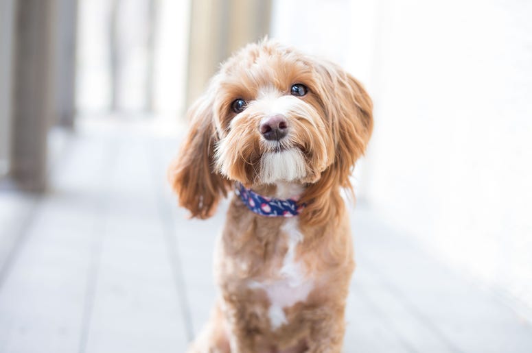 Pet stores will fight to block a new measure banning puppy mills. Pet stores will fight to block a new measure banning puppy mills.