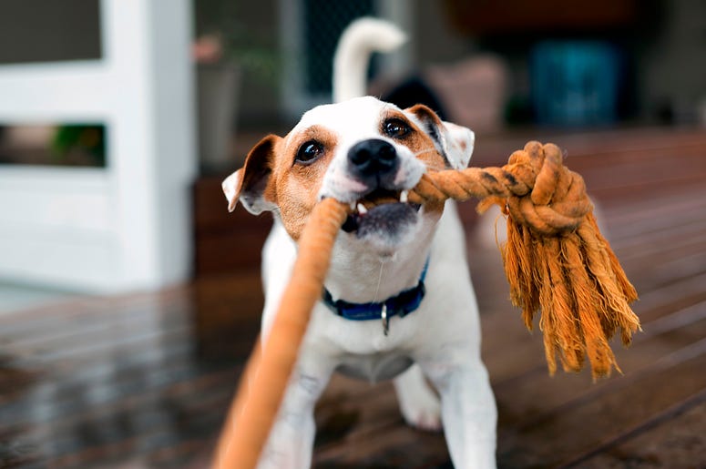 Pet stores will fight to block a new measure banning puppy mills. Pet stores will fight to block a new measure banning puppy mills.