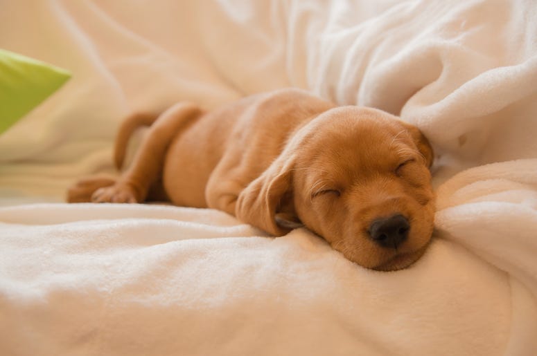 Pet stores will fight to block a new measure banning puppy mills. Pet stores will fight to block a new measure banning puppy mills.
